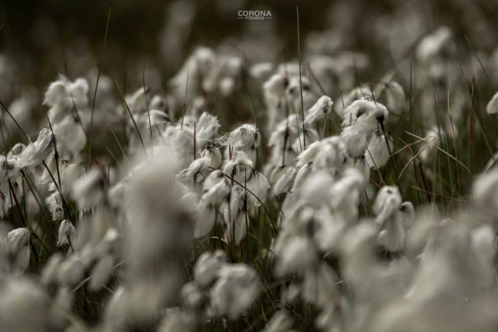 wędkarstwo skandynawia